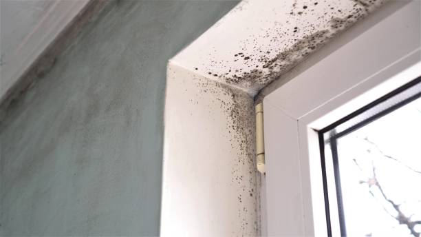 Mold Remediation for Vacation Homes in Cle Elum, WA