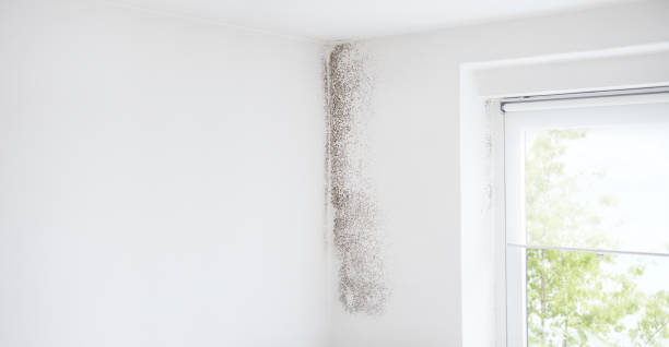 Trusted Cle Elum, WA Mold Removal Experts